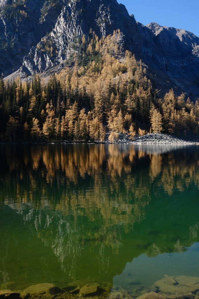 reflection of larch trees in arnica lake 