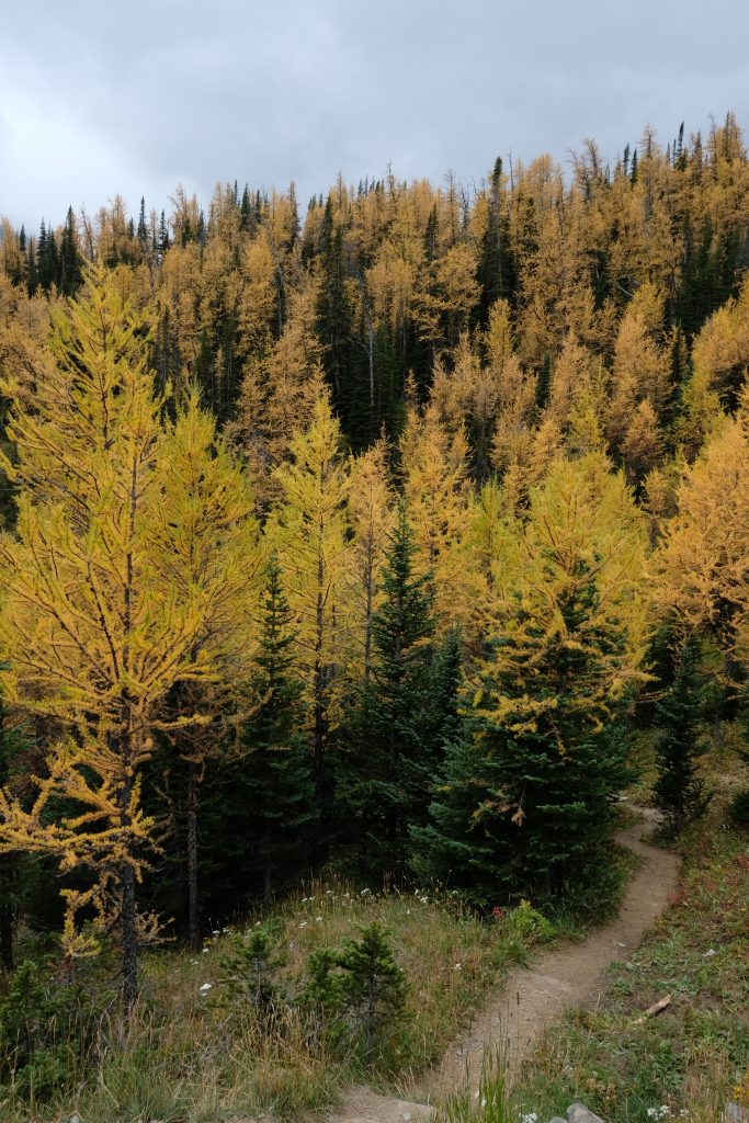 larch season in larch valley
