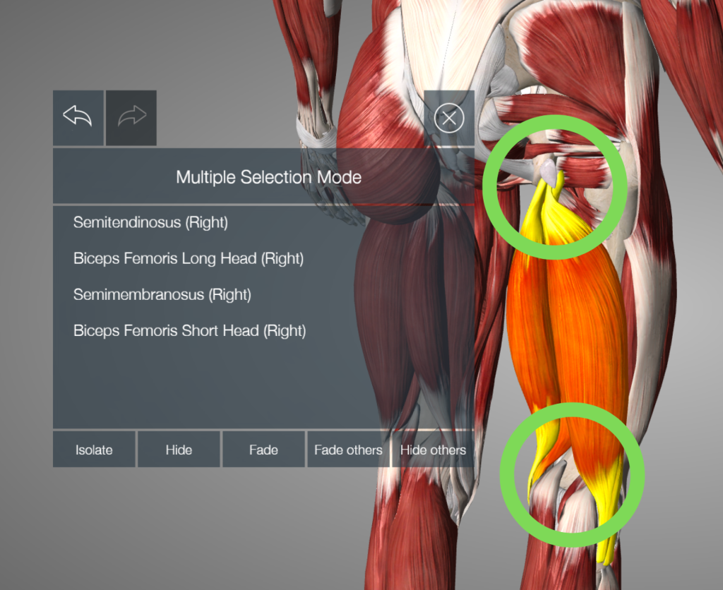 hamstring anatomy model showing all three hamstring muscles with a green circle at the hip and knee showing where the originate and insert