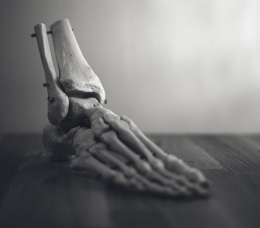 anatomical model of the bones of the ankle and foot