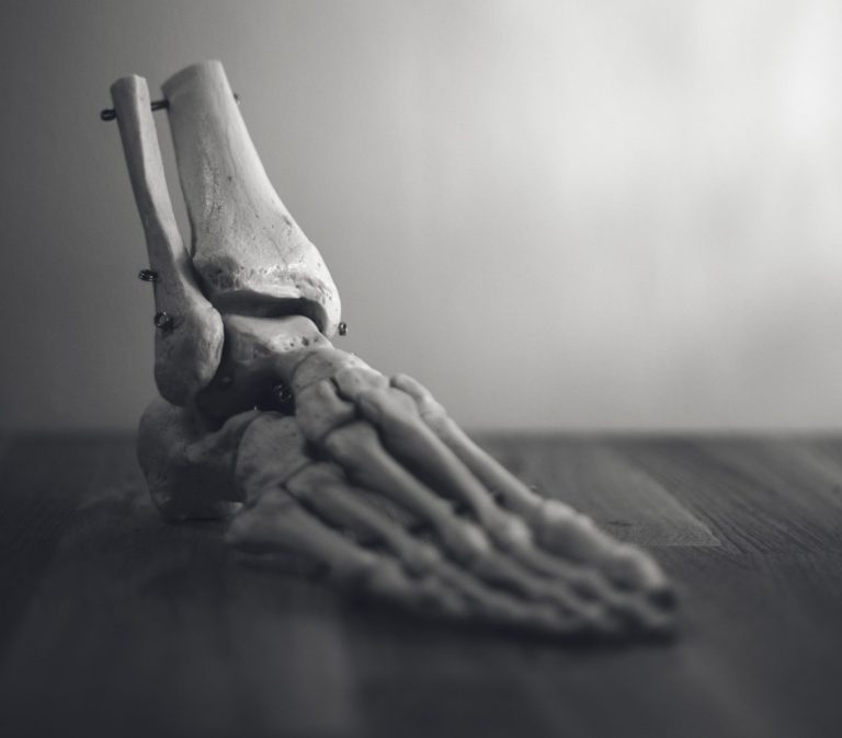 anatomical model of the bones of the ankle and foot